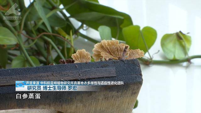 “可以蒸蛋”!昆明一女子家中搓衣板上长菌<strong></p>
<p>桃币</strong>,品种竟是……