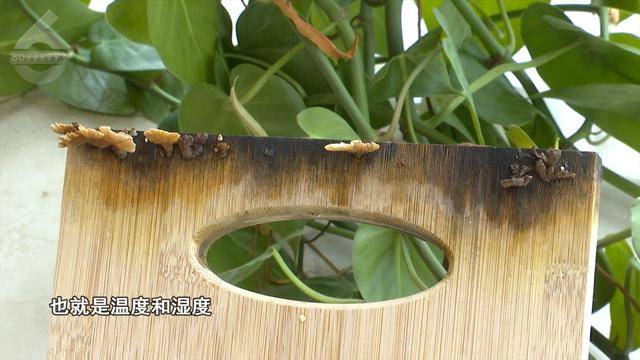 “可以蒸蛋”!昆明一女子家中搓衣板上长菌<strong></p>
<p>桃币</strong>,品种竟是……