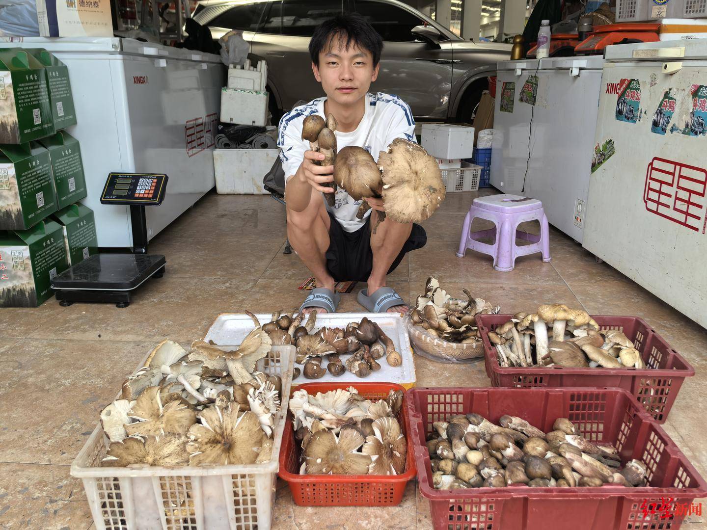 “天价”鸡枞调查：最贵卖到1800元/公斤！雨水少致产量低<strong></p>
<p>染色币</strong>，多地价高客少