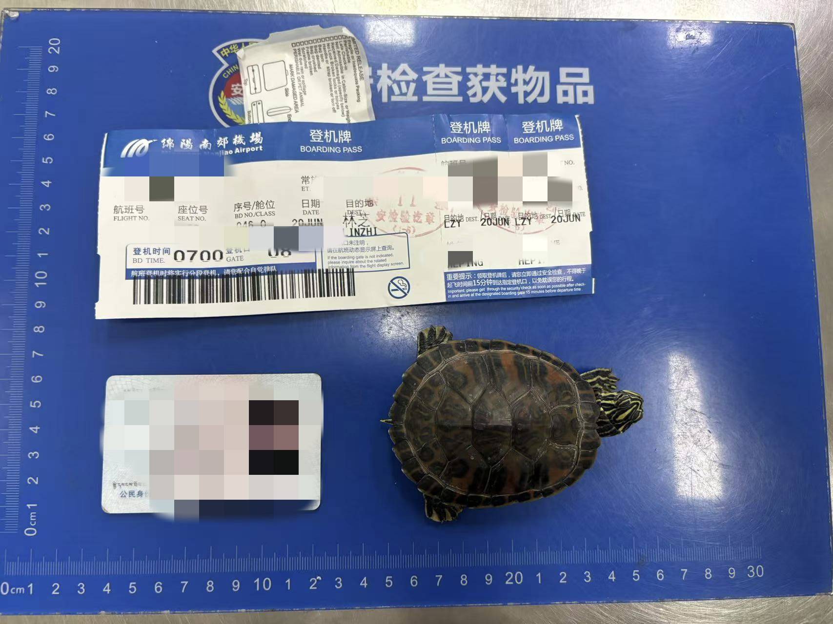 女子将宠物乌龟藏在蝴蝶结盘发内<strong></p>
<p>抄币网</strong>，过安检乘飞机时被查 警方：批评教育