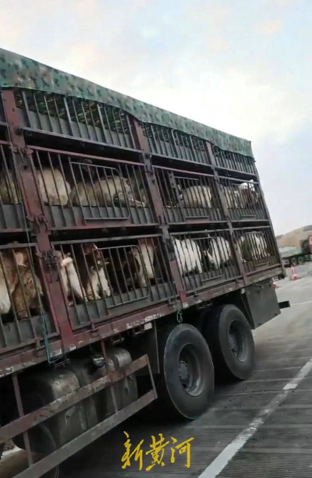 江苏养殖户称543只羊运到贵州遭羊贩盗卖<strong></p>
<p>币天</strong>,当地警方立案又撤案,镇政府:双方合作养羊,账目存在分歧引发纠纷