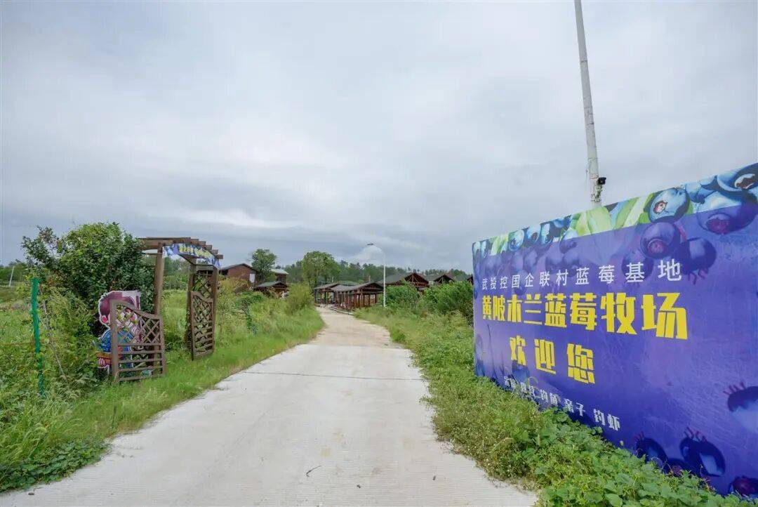 国企联村·强村富民｜一颗蓝莓激活乡村振兴<strong></p>
<p>淘币时代</strong>，书写荒坡变宝地新篇