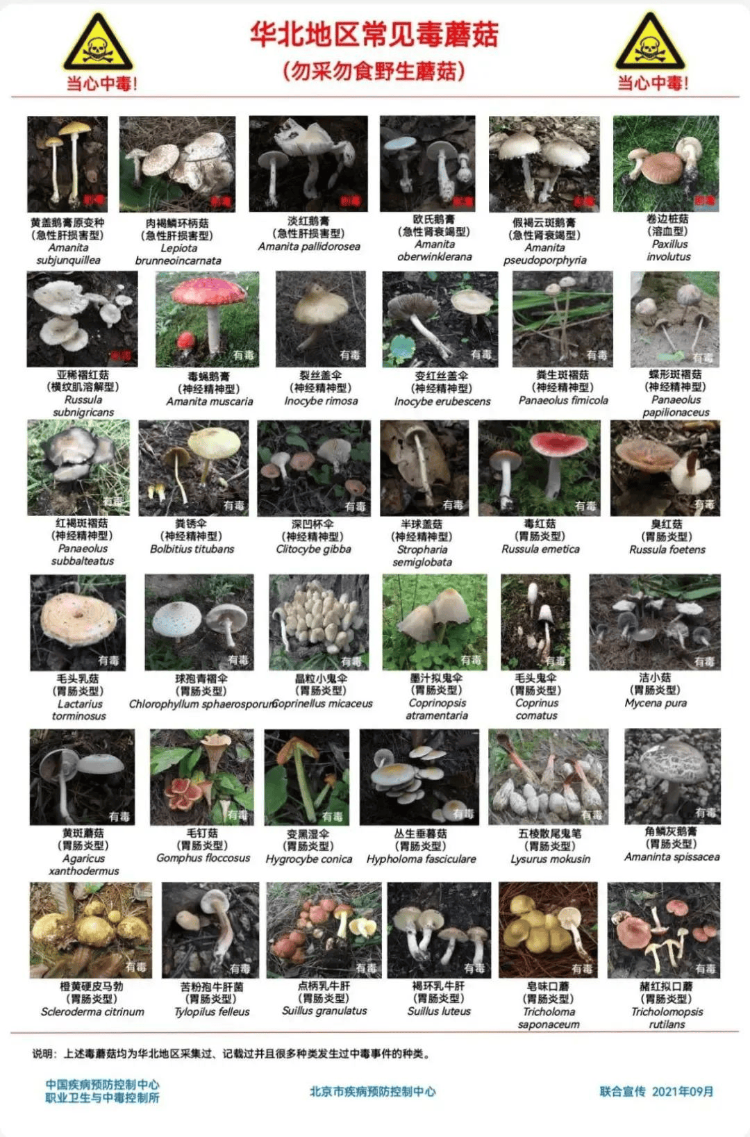 网红发文悼念婆婆:吃了邻居送的蘑菇中毒<strong></p>
<p>币小白</strong>,抢救四天四夜死亡!这些蘑菇避毒原则可能是陷阱→