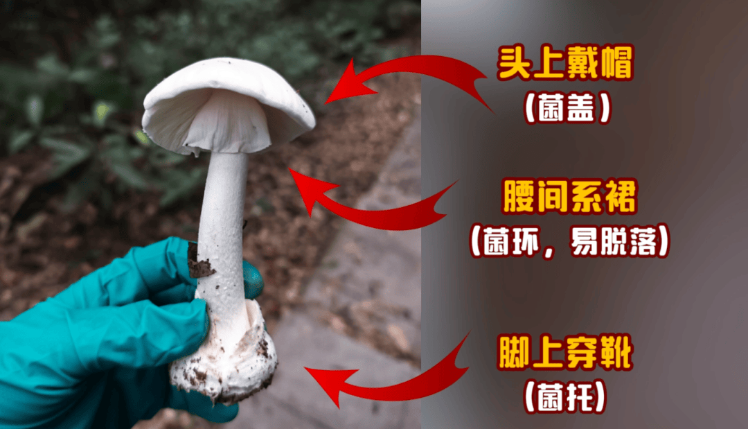 网红发文悼念婆婆:吃了邻居送的蘑菇中毒<strong></p>
<p>币小白</strong>,抢救四天四夜死亡!这些蘑菇避毒原则可能是陷阱→