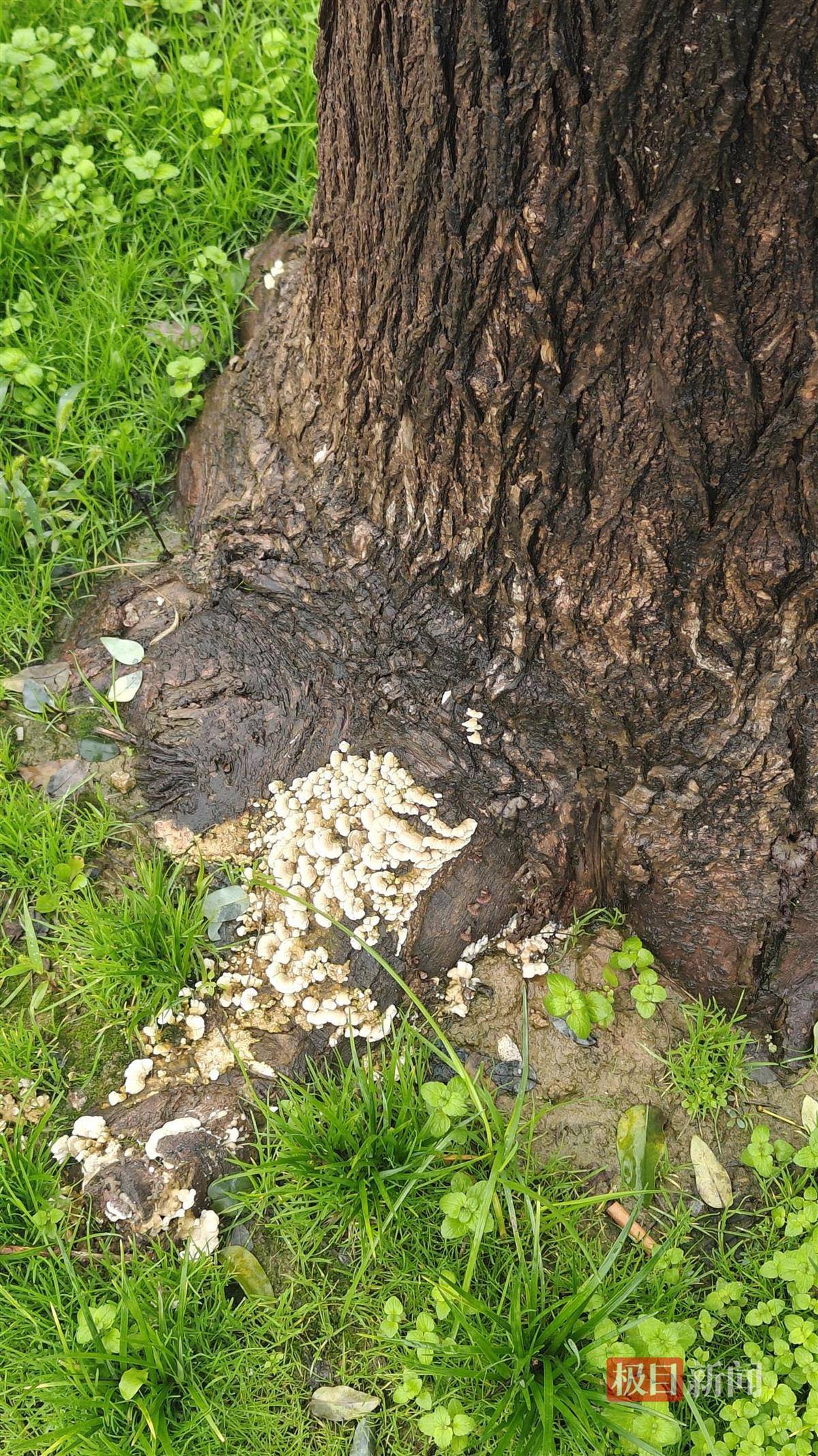 西安连续一个多月降雨遍地长蘑菇<strong></p>
<p>火特币</strong>，大雁塔受潮，城墙布满青苔，气象局解释成因