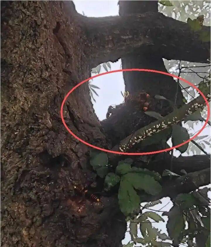 4名游客景区内遭马蜂袭击<strong></p>
<p>火特币</strong>，旅游度假区：是森林公园不卖门票，蜇伤先就医后提供证据投诉
