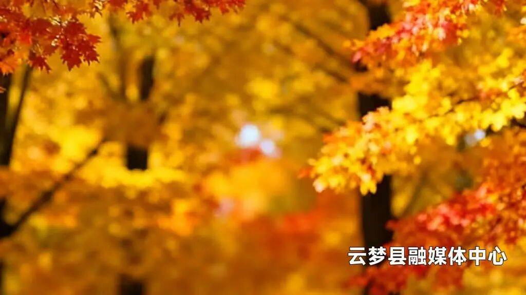 今日霜降