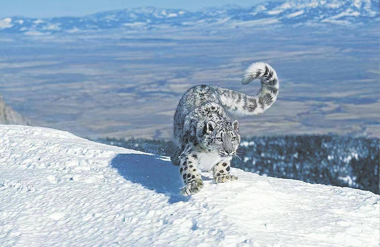 男子猎杀雪豹并剥皮加工<strong></p>
<p>比克币</strong>，两月后又猎杀北山羊食用 涉案价值55万元，获刑5年