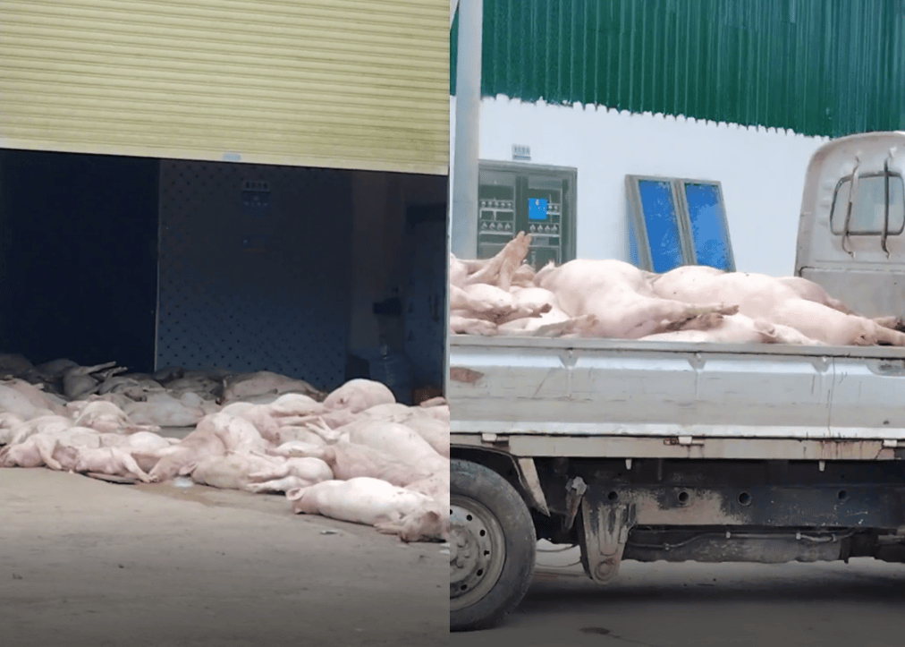 广东一食品企业出现大量死猪事件追踪：公安部门介入侦办<strong></p>
<p>比克币</strong>，企业负责人被控制