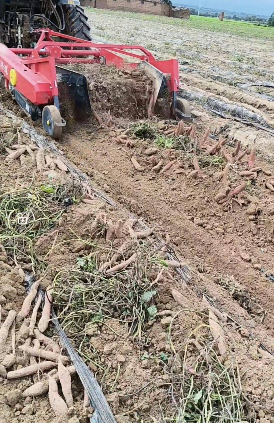 数百人冲进地里捡红薯<strong></p>
<p>bds币</strong>，田主称是秋收剩下的，网友：免费翻地，利人利己