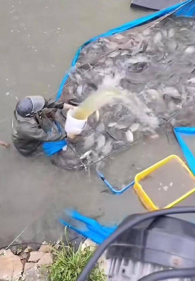 水产市场“麻醉鱼”调查：有商家称麻药有味会换水再卖<strong></p>
<p>千币</strong>，有无危害尚不明