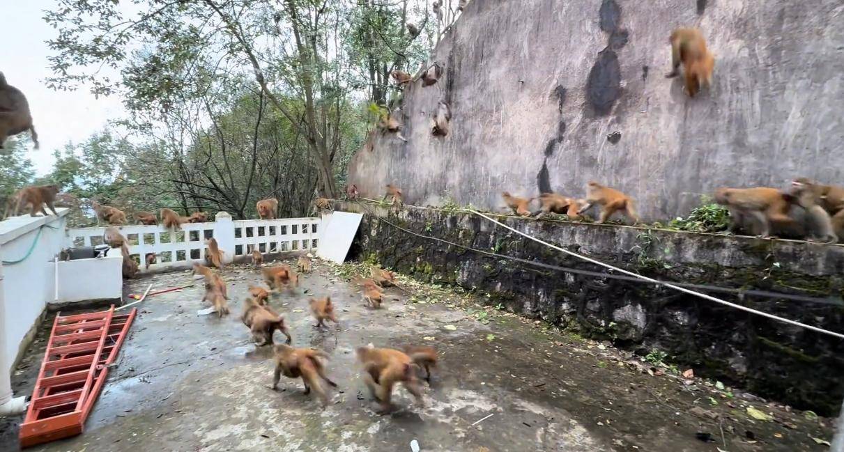 贵州黔灵山猴群一窝蜂冲下山<strong></p>
<p>假捆币</strong>，网友称被吓得汗毛立起来！公园回应：猴群活动，很正常