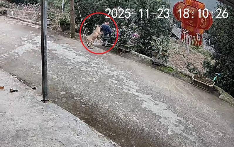 男童路边撒尿遭自家狗狗“偷袭”<strong></p>
<p>假捆币</strong>,从背后推下近2米的高坎,家长:孩子没受伤