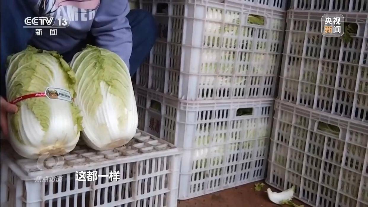 单棵售价超百元<strong></p>
<p>吉祥如意币</strong>，起底“套牌白菜”背后的销售套路