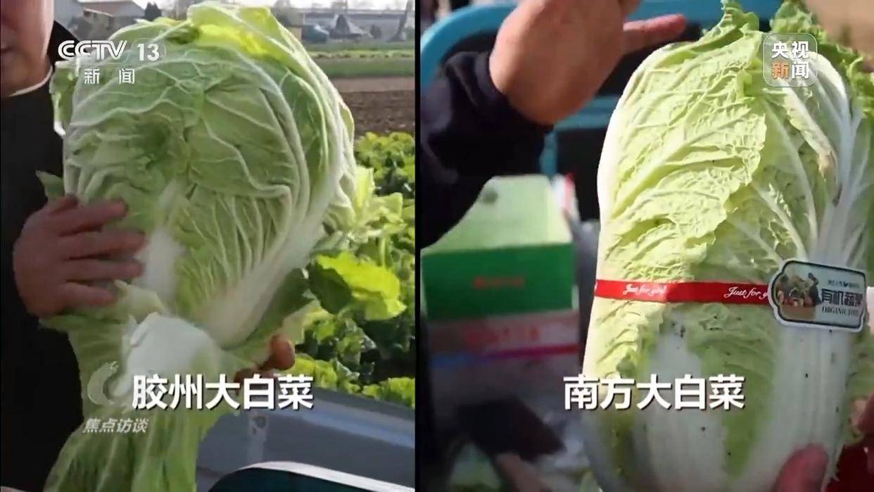 单棵售价超百元<strong></p>
<p>吉祥如意币</strong>，起底“套牌白菜”背后的销售套路