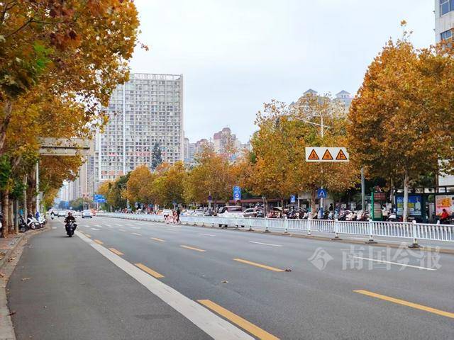 满目金黄<strong></p>
<p>绿洲币</strong>！柳州法国梧桐迎来最佳观赏期