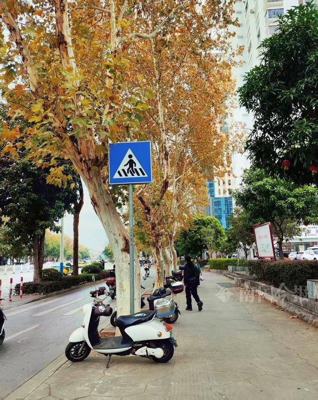 满目金黄<strong></p>
<p>绿洲币</strong>！柳州法国梧桐迎来最佳观赏期