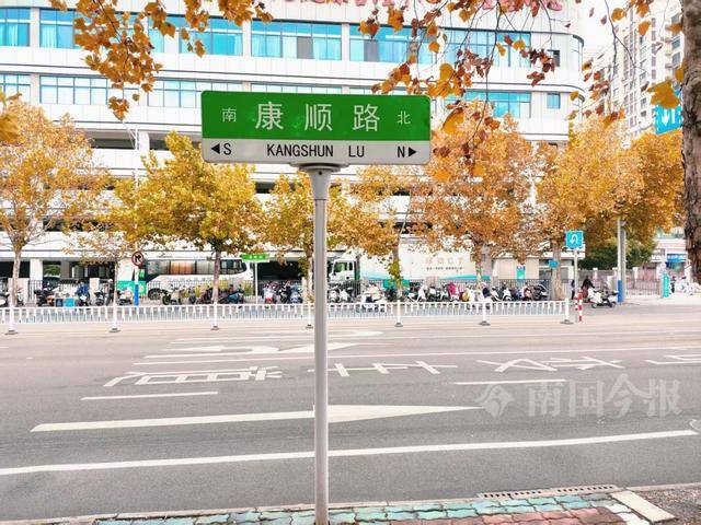 满目金黄<strong></p>
<p>绿洲币</strong>！柳州法国梧桐迎来最佳观赏期